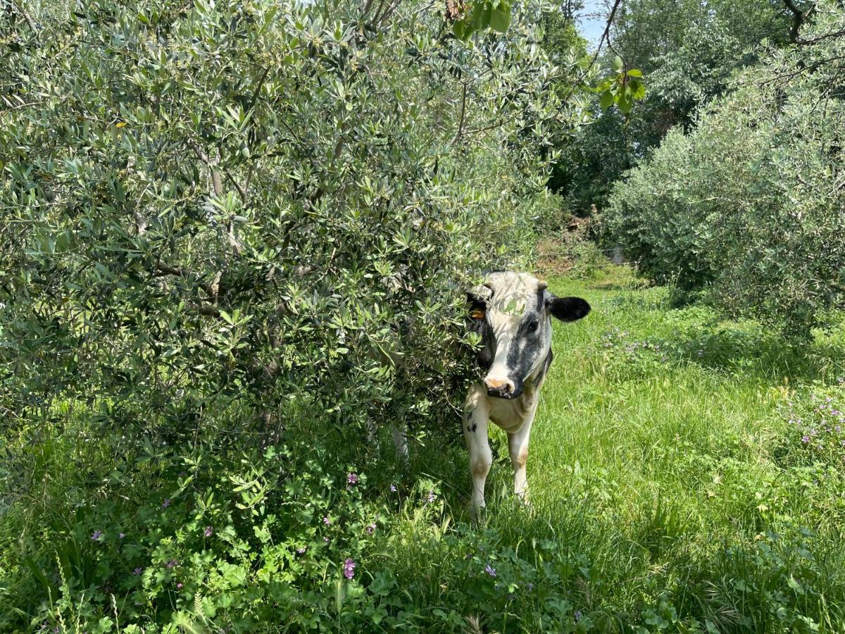 Agriturismo Monteroseo Bedizzole Bagian luar foto